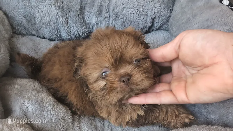 Blue eye merle – Shih Tzu, Poodle - Toy  puppy for sale in Five Forks, SC