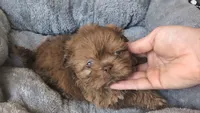 Blue eye merle, a male Shih Tzu and Poodle - Toy  for sale in Five Forks, SC – 1 of 10