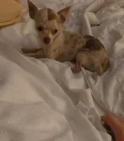 TCup hand size adult, a female Chihuahua for sale in Five Forks, SC – Photo 8 of 10