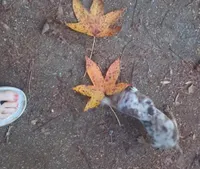 TCup hand size adult, a female Chihuahua for sale in Five Forks, SC – Photo 2 of 10