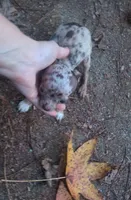 TCup hand size adult, a female Chihuahua for sale in Five Forks, SC – Photo 5 of 10