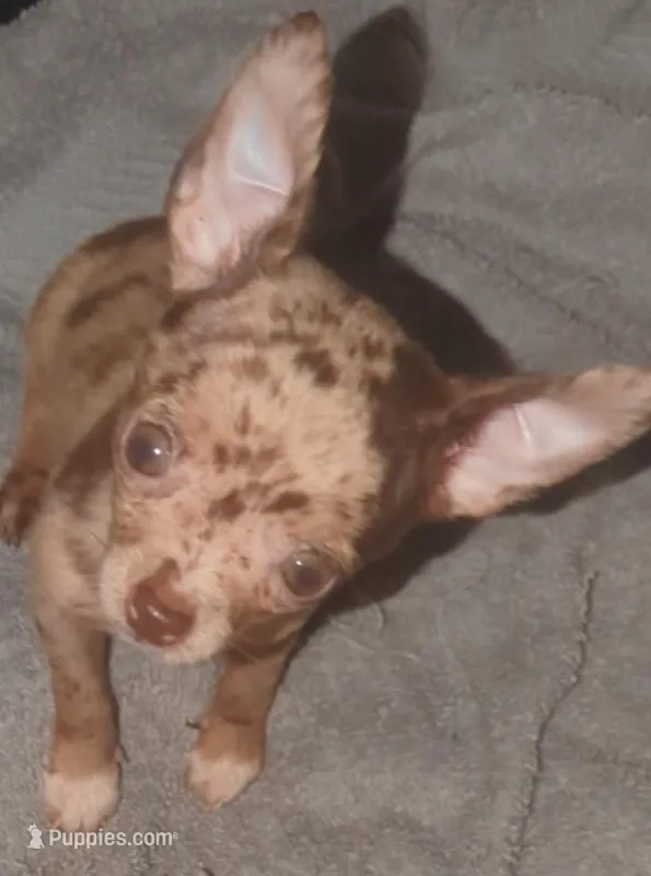 TCup hand size adult