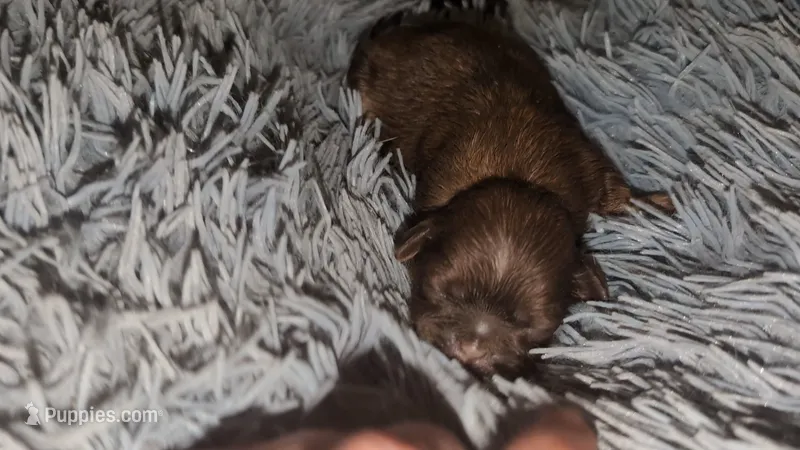 Choco imperial fem – Shih Tzu puppy for sale in Five Forks, SC