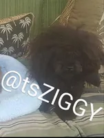 Pekapoo black f1, a female Pekingese and Poodle - Toy  for sale in Five Forks, SC – Photo 8 of 10