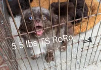 Pekapoo black f1, a female Pekingese and Poodle - Toy  for sale in Five Forks, SC – Photo 6 of 10