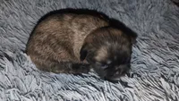 Brindle  male , a female Shih Tzu for sale in Five Forks, SC – 2 of 3