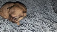 Choco nose Sable fem 1, a female Shih Tzu for sale in Five Forks, SC – 3 of 3