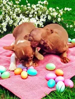 2 day only ! Pick up in Greenville! , a female Chihuahua for sale in Five Forks, SC – Photo 5 of 5