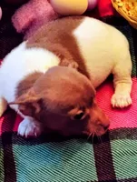 2 day only ! Pick up in Greenville! , a female Chihuahua for sale in Five Forks, SC – Photo 3 of 5