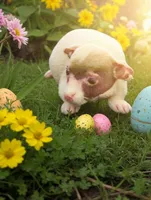 2 day only ! Pick up in Greenville! , a female Chihuahua for sale in Five Forks, SC – Photo 4 of 5