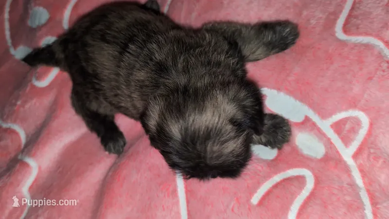 Brindle  female – Shih Tzu puppy for sale in Five Forks, SC
