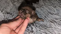 Choco imperial fem, a female Shih Tzu for sale in Five Forks, SC – 2 of 4