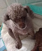 Tiny #2, a female Chihuahua and Poodle - Toy  for sale in Five Forks, SC – Photo 2 of 7