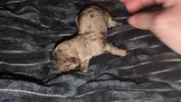 Choco Merle 1, a female Shih Tzu and Poodle - Toy  for sale in Five Forks, SC – 2 of 3