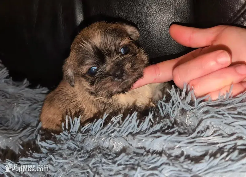 Sale ! Last puppy! – Shih Tzu puppy for sale in Five Forks, SC