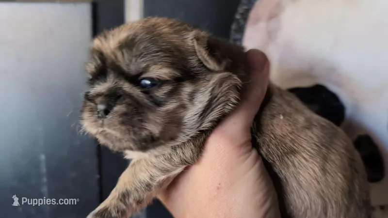 Sable male – Shih Tzu puppy for sale in Five Forks, SC