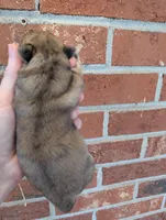 Easter sale, a male Shih Tzu for sale in Five Forks, SC – Photo 7 of 9