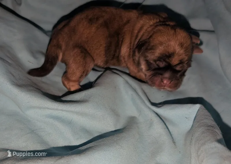 Sable male – Shih Tzu puppy for sale in Five Forks, SC