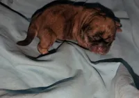 Sable male, a male Shih Tzu for sale in Five Forks, SC – Photo 1 of 3