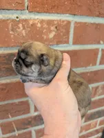 Easter sale, a male Shih Tzu for sale in Five Forks, SC – Photo 2 of 9