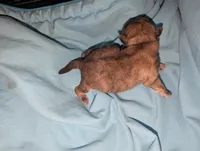 Sable male, a male Shih Tzu for sale in Five Forks, SC – Photo 3 of 3