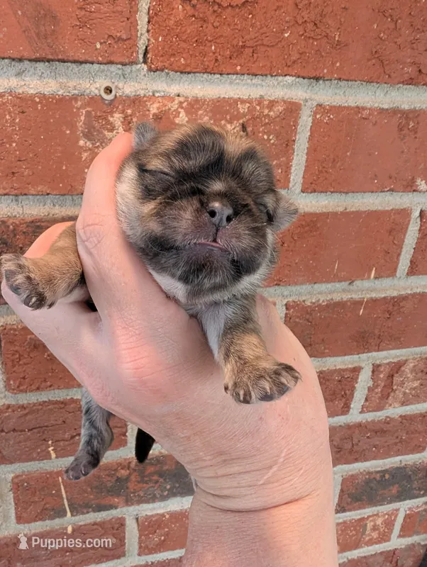 Sable male – Shih Tzu puppy for sale in Five Forks, SC