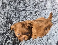 Choco merle 5, a male Shih Tzu and Poodle - Toy  for sale in Five Forks, SC – 2 of 6