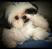 TCup imperial AKC, a female Shih Tzu for sale in Five Forks, SC – Photo 6 of 7