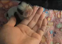 TCup imperial AKC, a female Shih Tzu for sale in Five Forks, SC – Photo 2 of 7