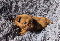 Choco Merle 4, a male Shih Tzu and Poodle - Toy  for sale in Five Forks, SC – 1 of 6