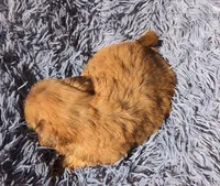 Tan male 3, a male Shih Tzu and Poodle - Toy  for sale in Five Forks, SC – 3 of 6