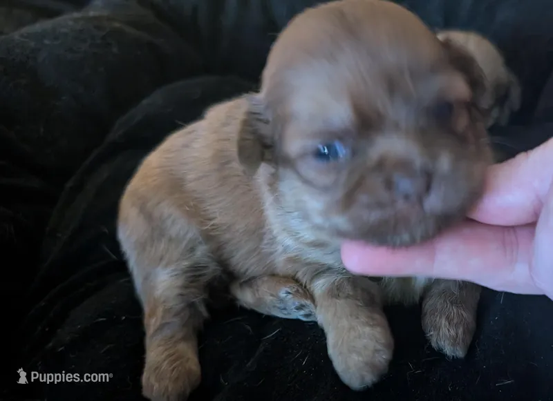 Female 1, a male Chihuahua and Poodle - Toy  for sale in Five Forks, SC – Photo 1 of 2