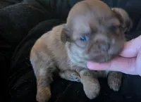 Female 1, a male Chihuahua and Poodle - Toy  for sale in Five Forks, SC – Photo 1 of 2