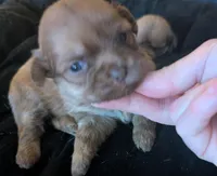 Female 1, a male Chihuahua and Poodle - Toy  for sale in Five Forks, SC – Photo 2 of 2