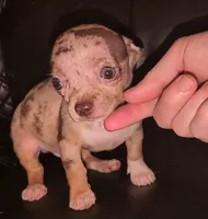 Merle male, a male Chihuahua for sale in Five Forks, SC – Photo 4 of 6