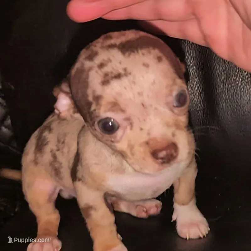 Merle male – Chihuahua puppy for sale in Five Forks, SC