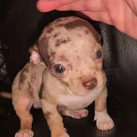 Merle male, a male Chihuahua for sale in Five Forks, SC – Photo 1 of 6