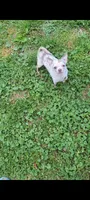 Merle male, a male Chihuahua for sale in Five Forks, SC – Photo 6 of 6