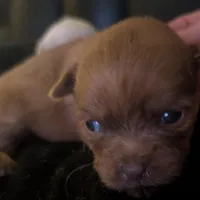 Male 1, a male Chihuahua and Poodle - Toy  for sale in Five Forks, SC – Photo 3 of 3