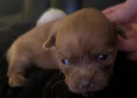 Male 1, a male Chihuahua and Poodle - Toy  for sale in Five Forks, SC – Photo 2 of 2