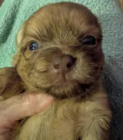 Male 1, a male Chihuahua and Poodle - Toy  for sale in Five Forks, SC – Photo 1 of 3