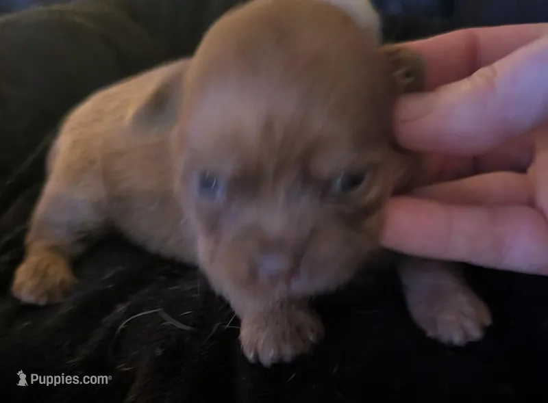 Male 1, a male Chihuahua and Poodle - Toy  for sale in Five Forks, SC – Photo 1 of 2