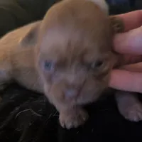 Male 1, a male Chihuahua and Poodle - Toy  for sale in Five Forks, SC – Photo 2 of 3