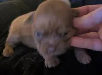 Male 1, a male Chihuahua and Poodle - Toy  for sale in Five Forks, SC – Photo 1 of 2