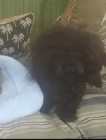 Deposit hold Pekapoo merle m1, a male Pekingese and Poodle - Toy  for sale in Five Forks, SC – Photo 2 of 8