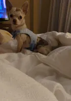 AKC merle import sire, a male Chihuahua for sale in Five Forks, SC – Photo 8 of 8