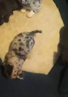 AKC merle import sire, a male Chihuahua for sale in Five Forks, SC – Photo 2 of 8