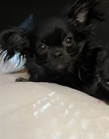 AKC merle import sire, a male Chihuahua for sale in Five Forks, SC – Photo 6 of 8