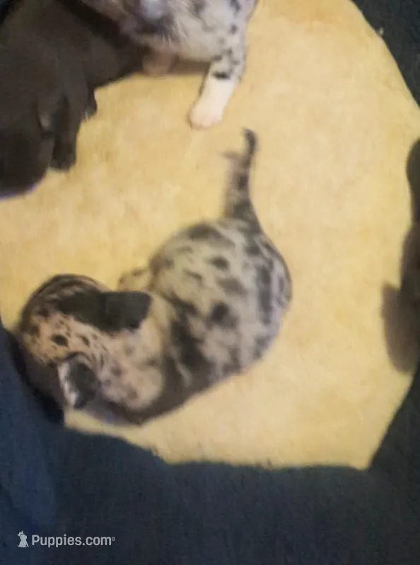 AKC merle import sire