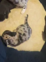 AKC merle import sire, a male Chihuahua for sale in Five Forks, SC – Photo 1 of 8